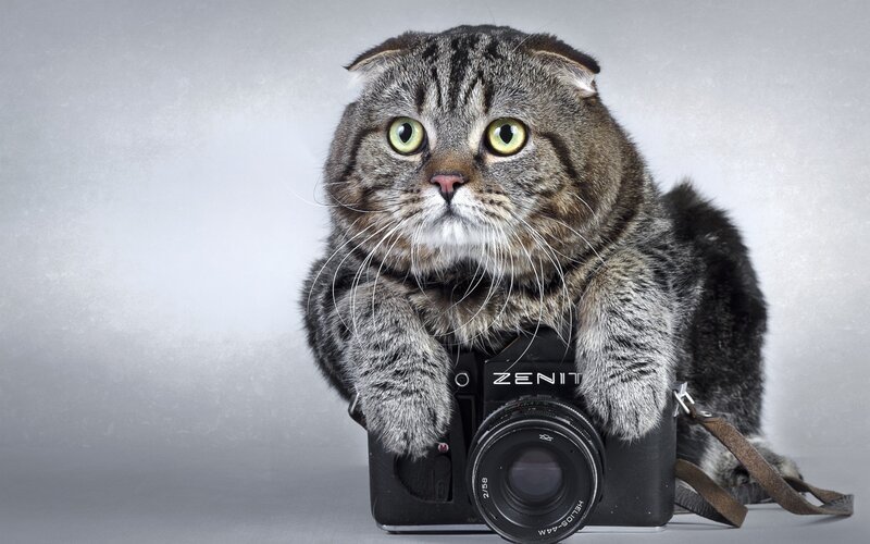 Tabby Cat with Camera — Gray, Neutral