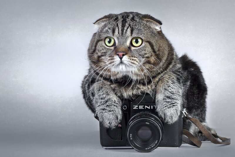 Tabby Cat with Camera — Gray
