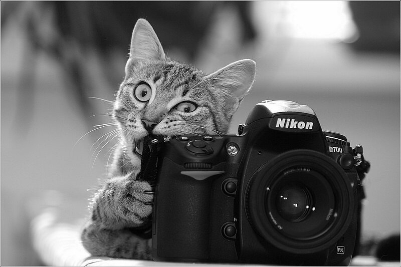 Tabby Cat with Camera