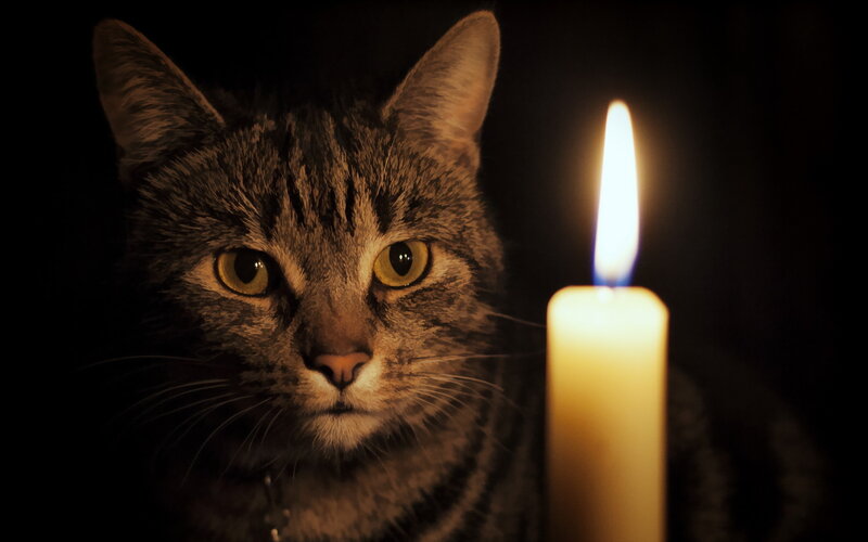 Tabby Cat with Candle