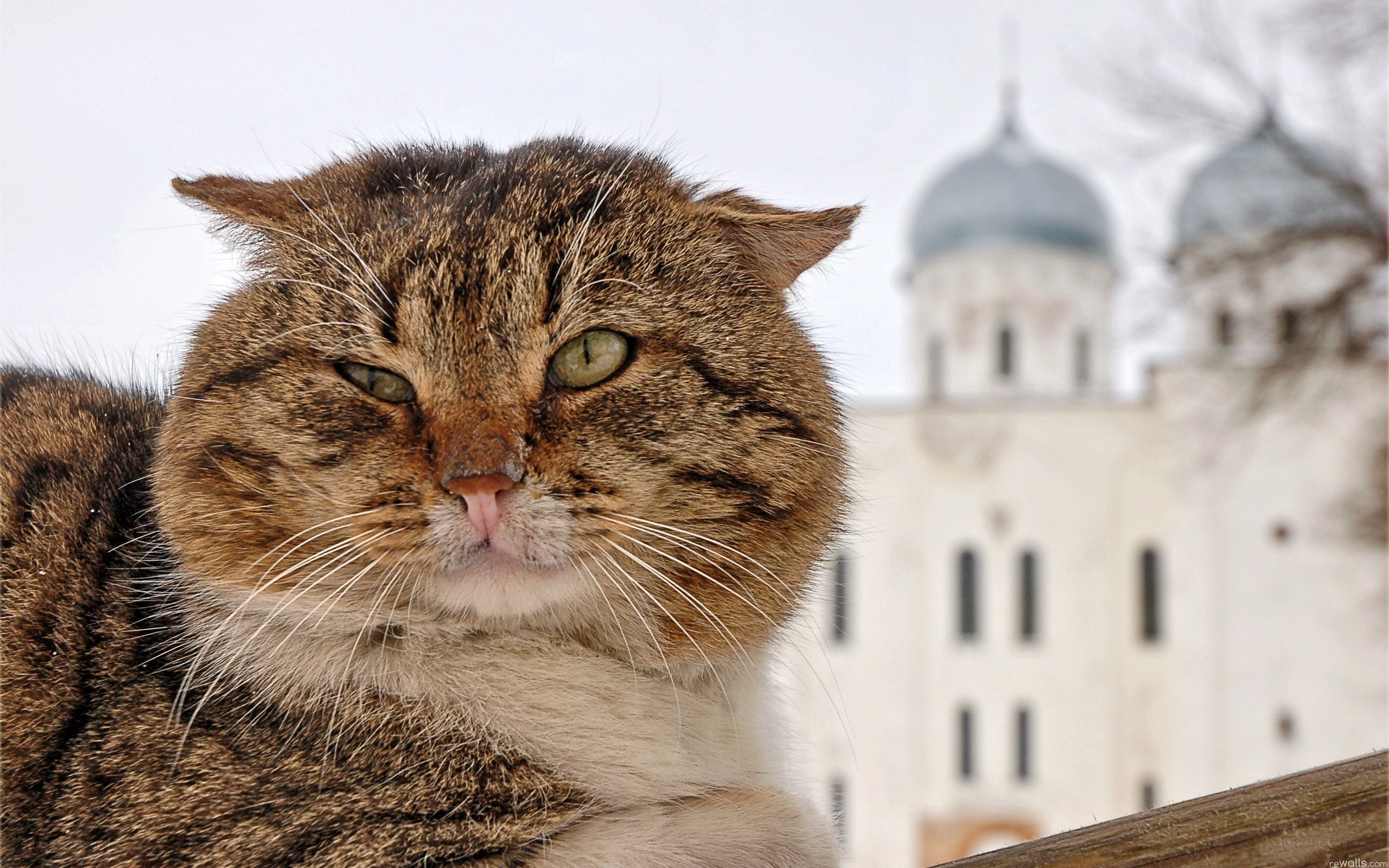 Tabby cat with cathedral in background