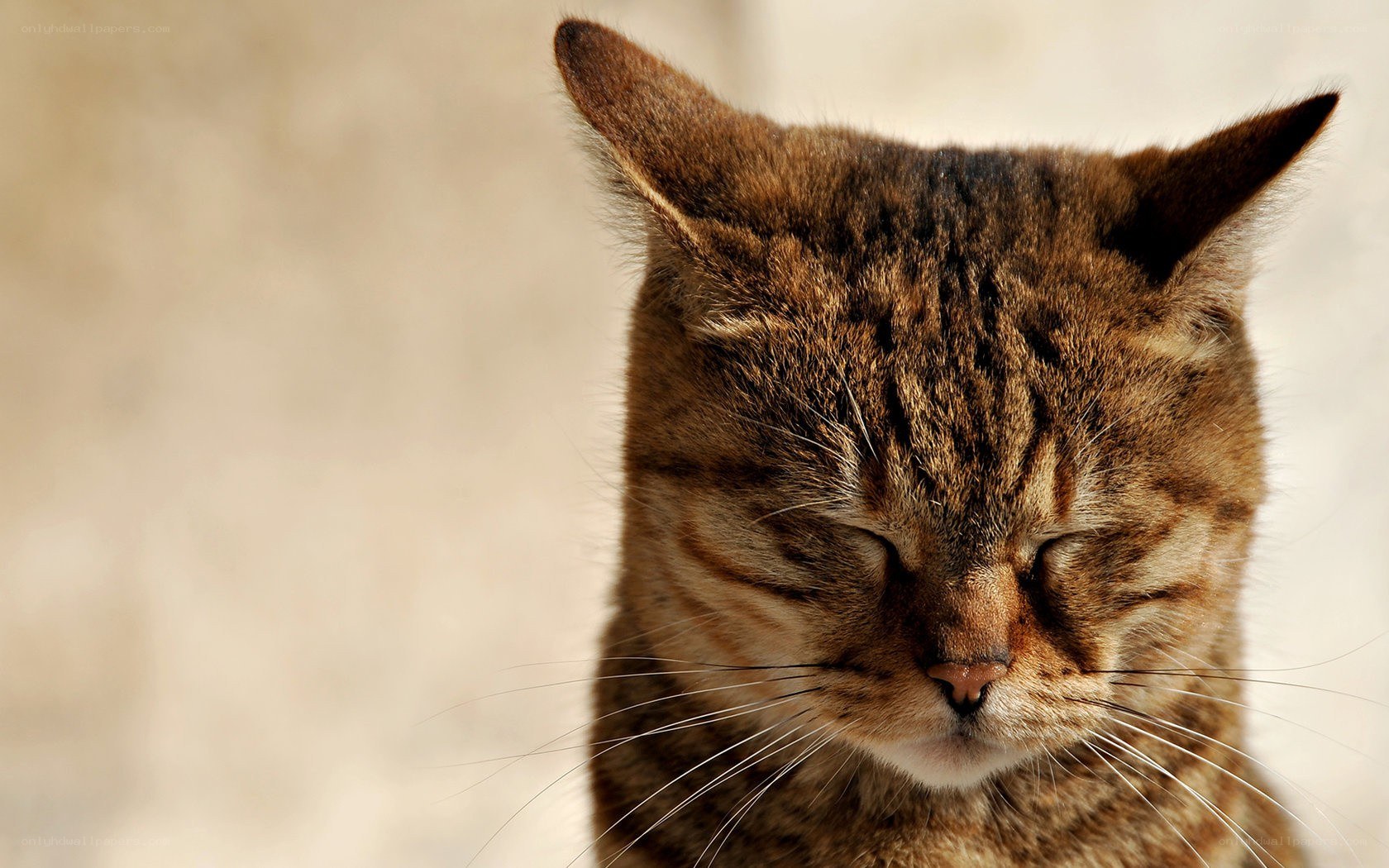 tabby cat with closed eyes
