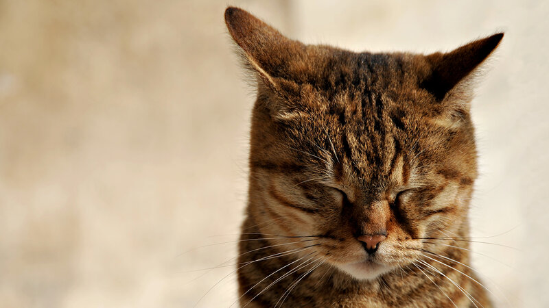 tabby cat with closed eyes