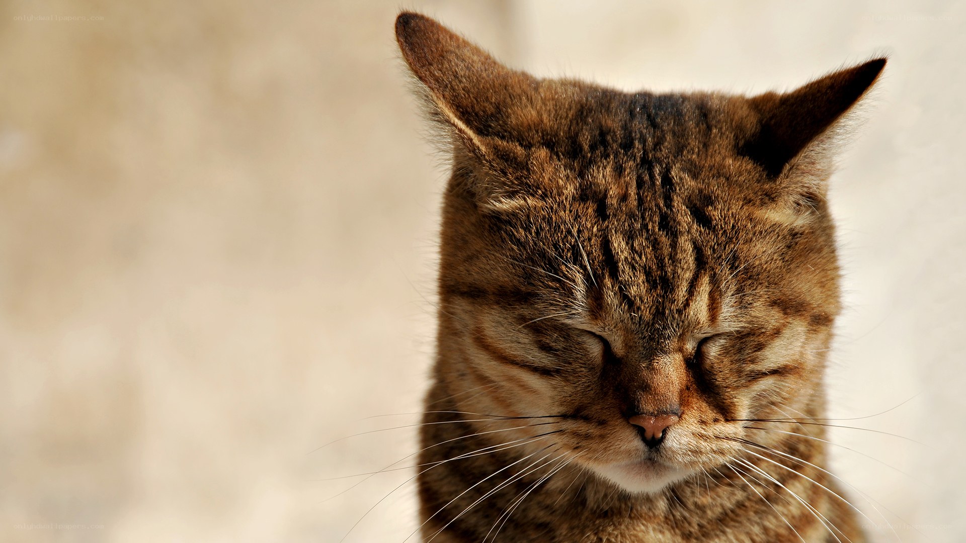 tabby cat with closed eyes