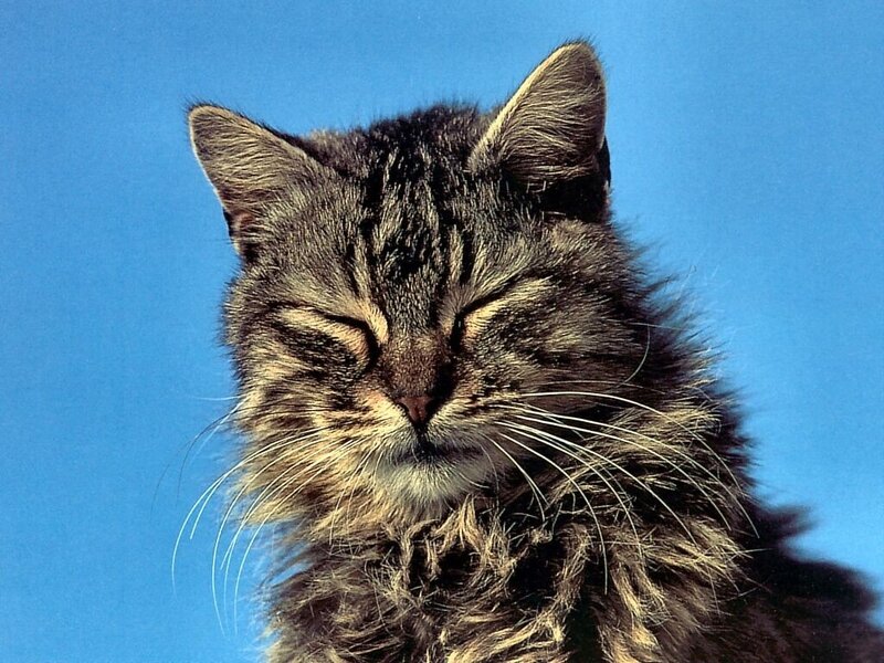 Tabby Cat with Closed Eyes — Blue