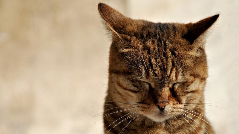 Tabby Cat with Closed Eyes — Brown, Calm, Afternoon
