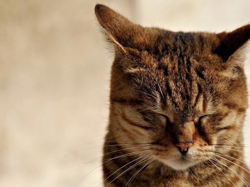 Tabby Cat with Closed Eyes — Brown, Calm