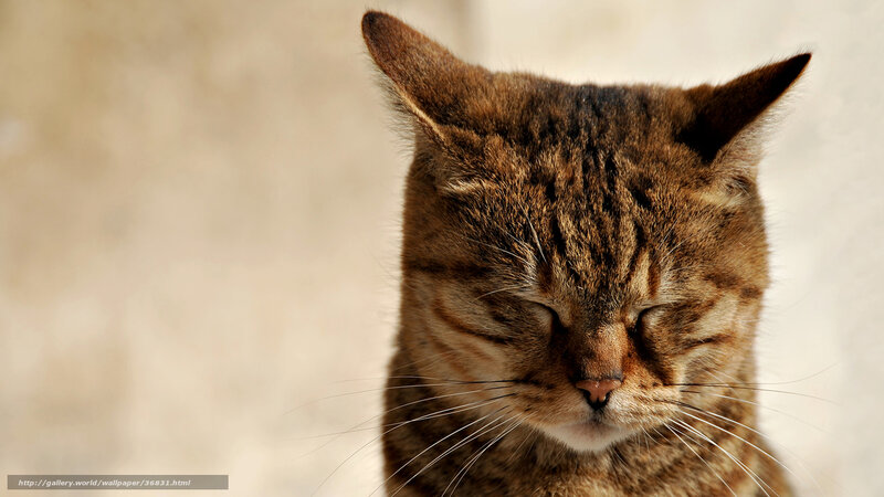 Tabby Cat with Closed Eyes — Brown, Serene