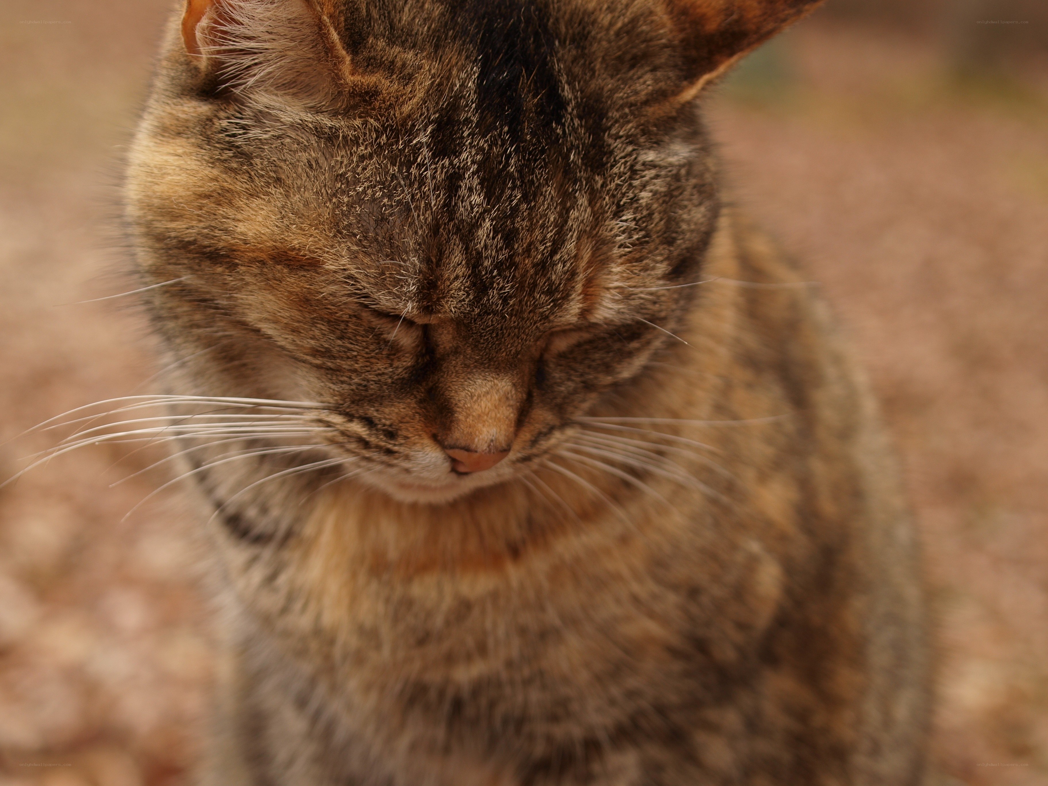 tabby cat with closed eyes