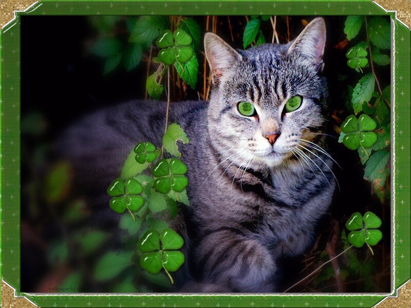 Tabby Cat with Clovers
