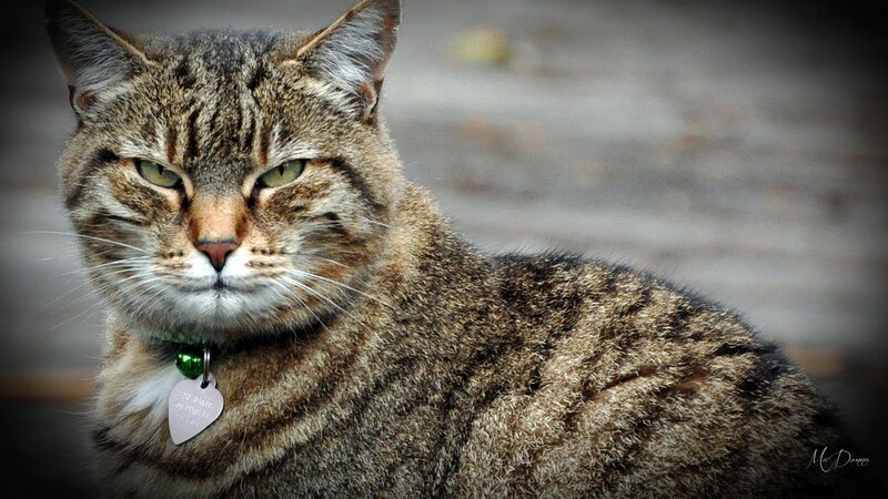 Tabby Cat with Collar — Brown, Calm, Photograph