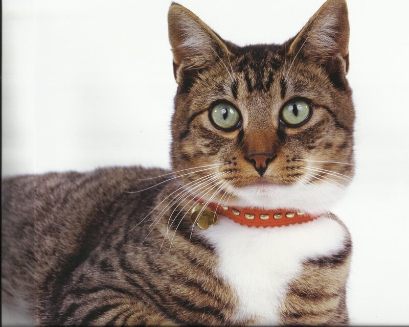 Tabby Cat with Collar — Brown, Calm