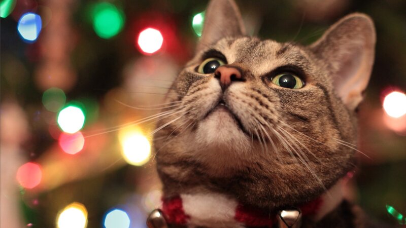 Tabby Cat with Collar — Brown, Festive