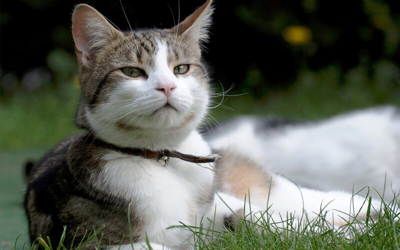 Tabby Cat with Collar — Brown