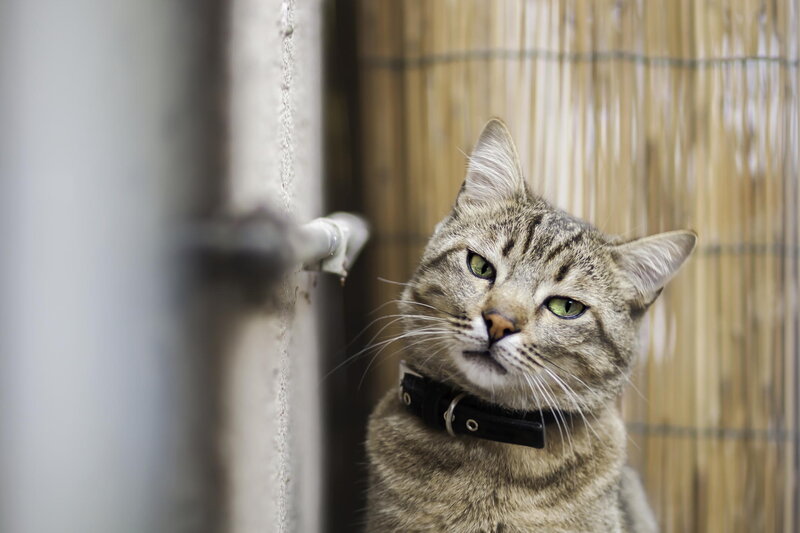 Tabby Cat with Collar — Gray