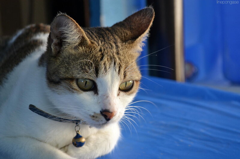 Tabby Cat with Collar — White