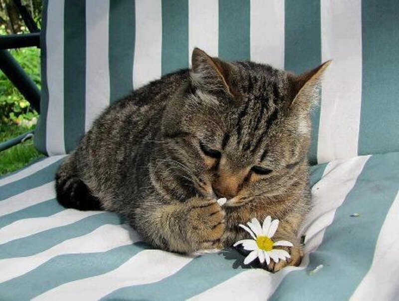 Tabby Cat with Daisy