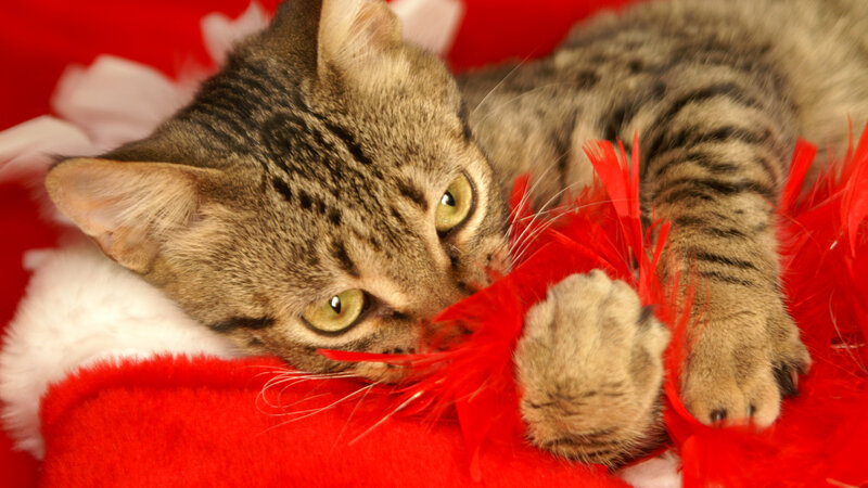 Tabby Cat with Feathers