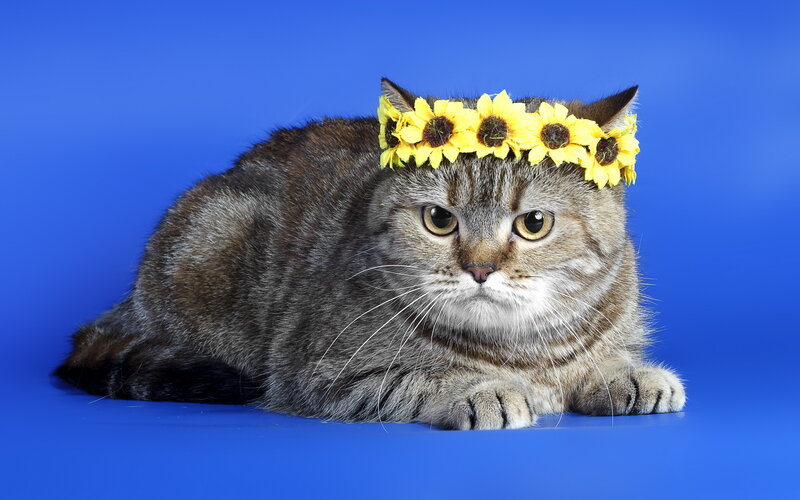 Tabby Cat with Flower Crown — Blue