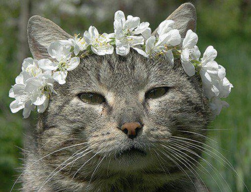Tabby Cat with Flower Crown — Gray, Calm