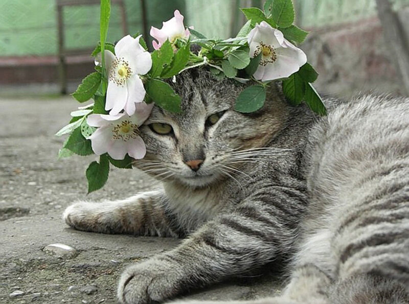 Tabby Cat with Flower Crown — Gray