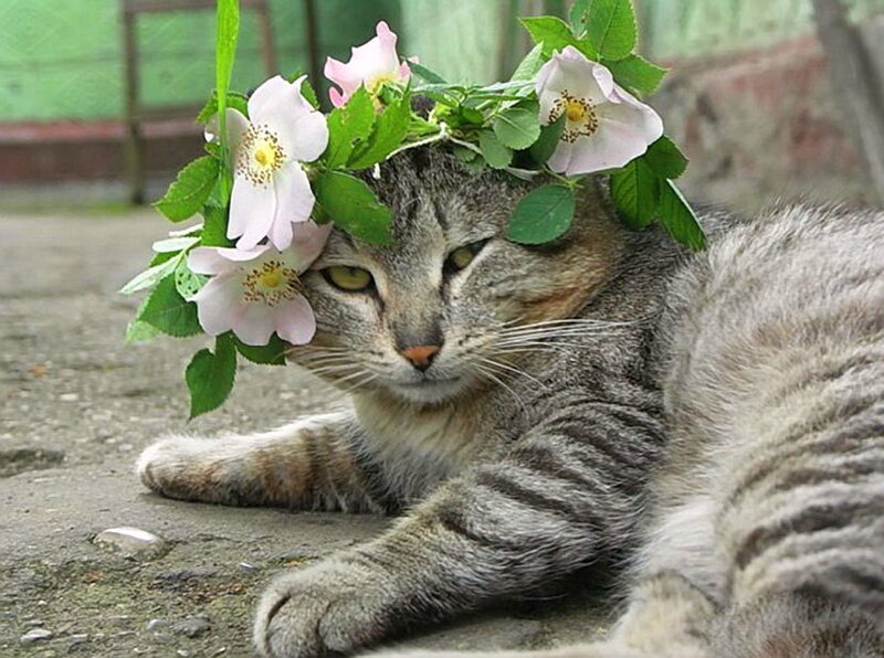Tabby Cat with Flower Crown
