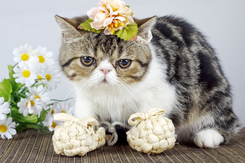 Tabby Cat with Flower — Gray
