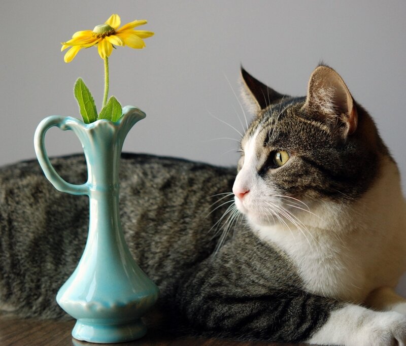 Tabby Cat with Flower
