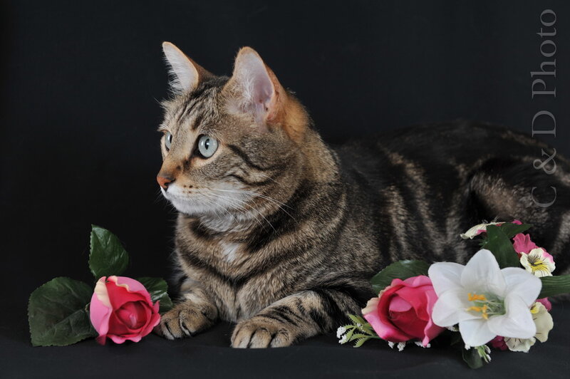 Tabby Cat with Flowers — Black