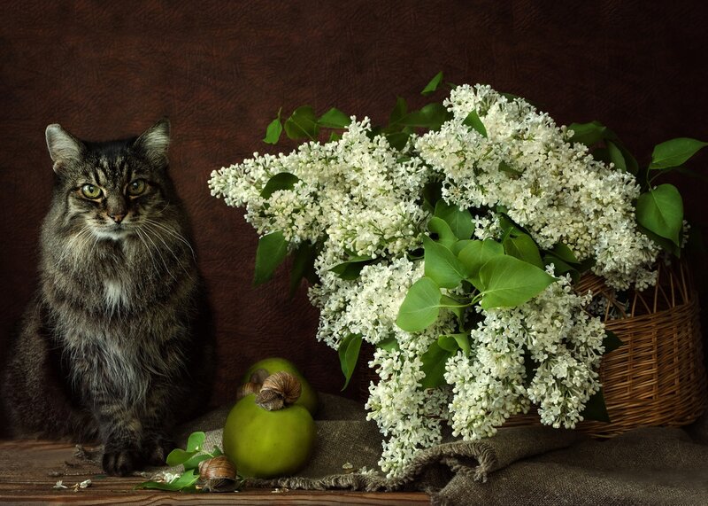 Tabby Cat with Flowers — Brown, Calm