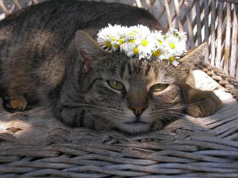 Tabby Cat with Flowers — Gray