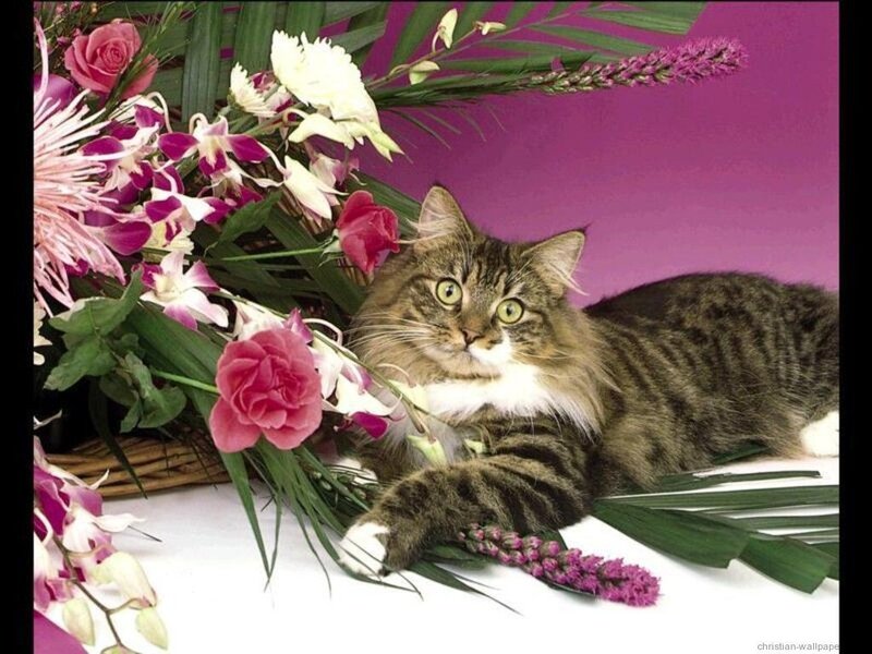 Tabby Cat with Flowers