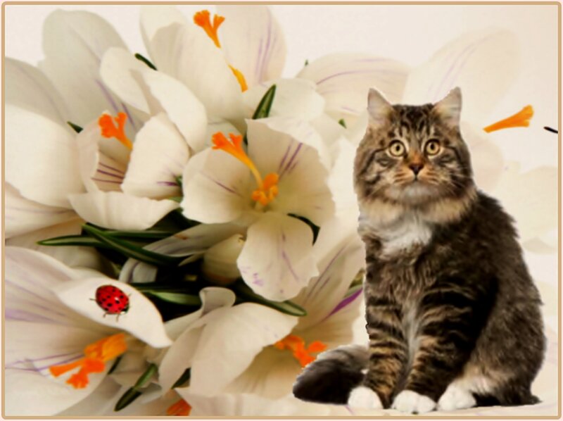 Tabby Cat with Flowers — White