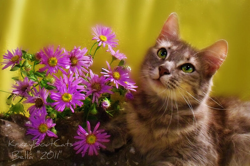 Tabby Cat with Flowers — Yellow