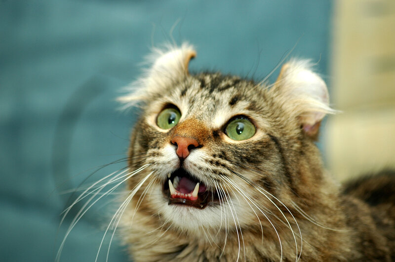 Tabby Cat with Folded Ears — Brown