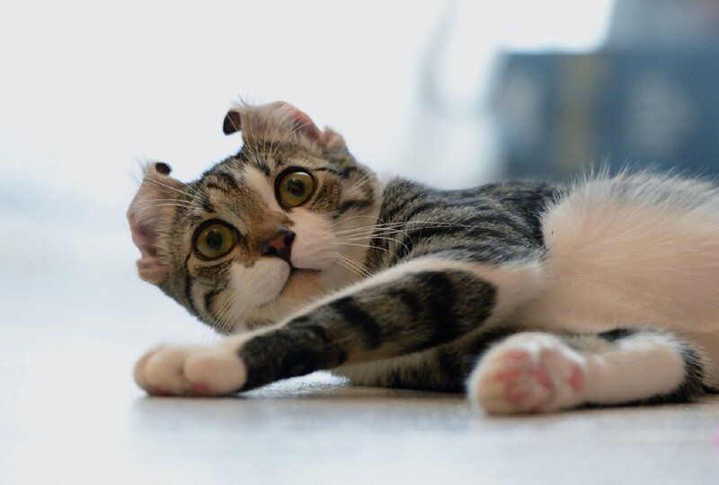 Tabby Cat with Folded Ears — Gray, Curious