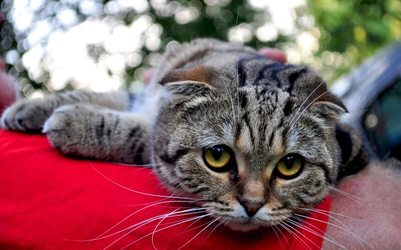Tabby Cat with Folded Ears — Gray