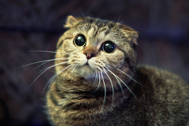 Tabby Cat with Folded Ears