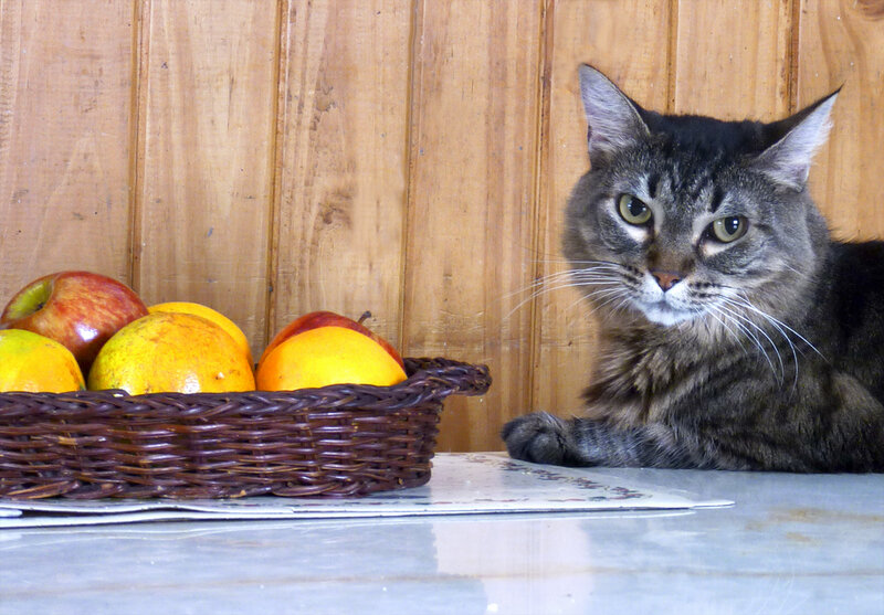 Tabby Cat with Fruit Basket