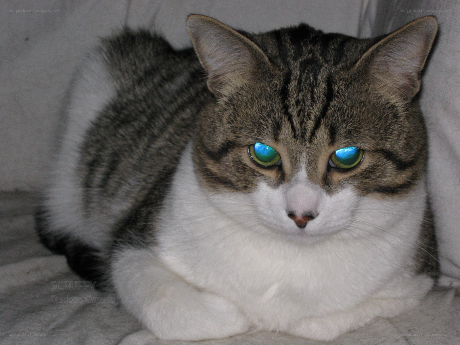 tabby cat with glowing eyes