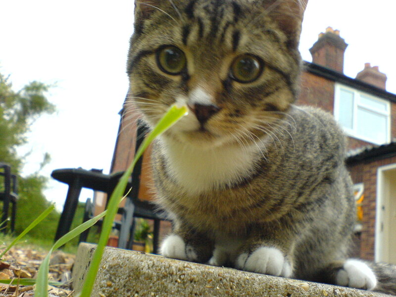 tabby cat with grass