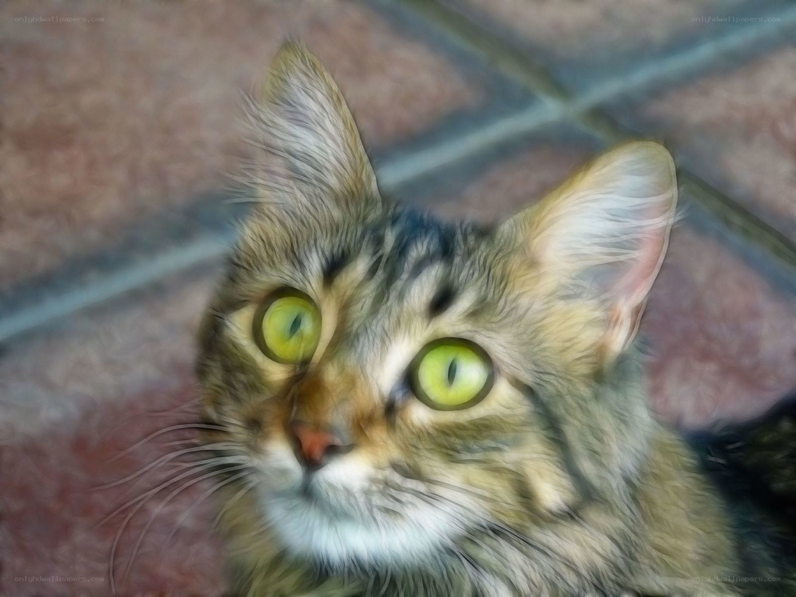 tabby cat with green eyes
