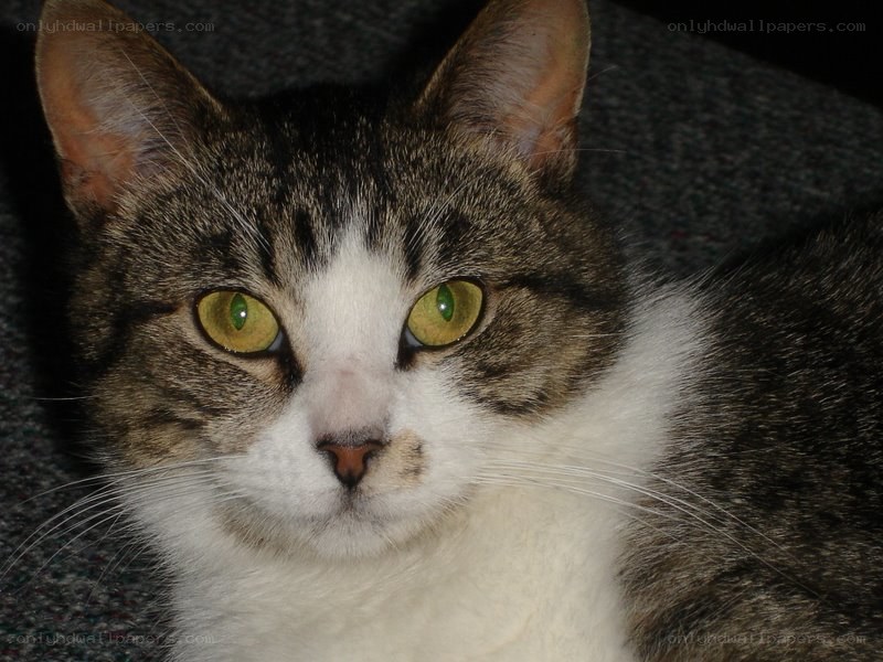 tabby cat with green eyes