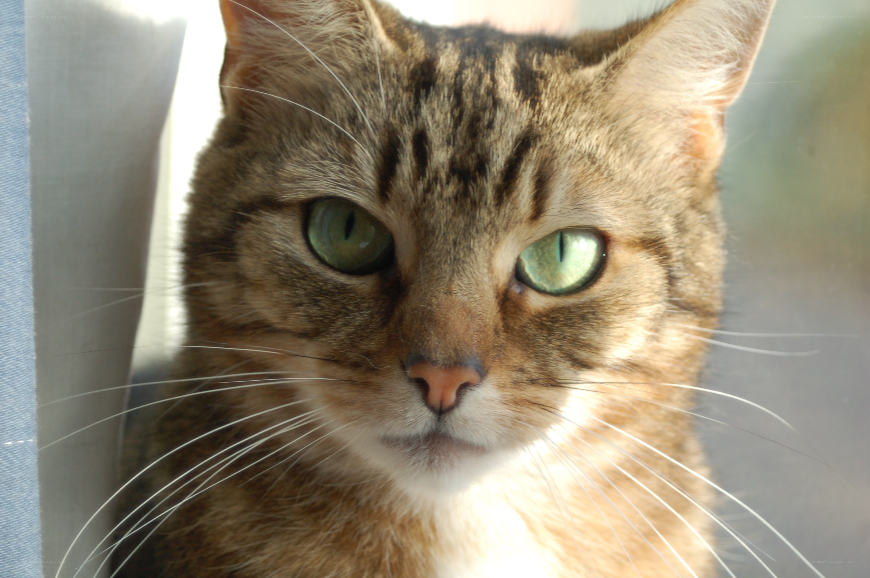 tabby cat with green eyes