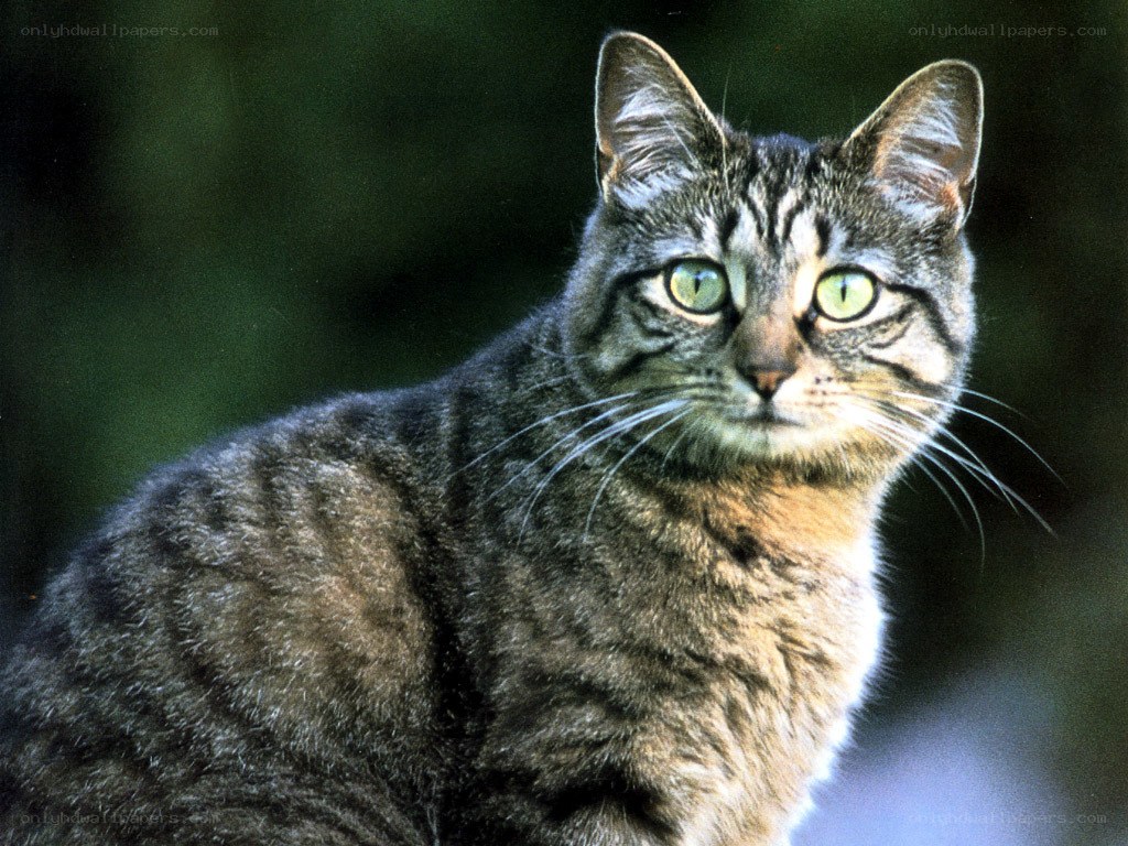 tabby cat with green eyes