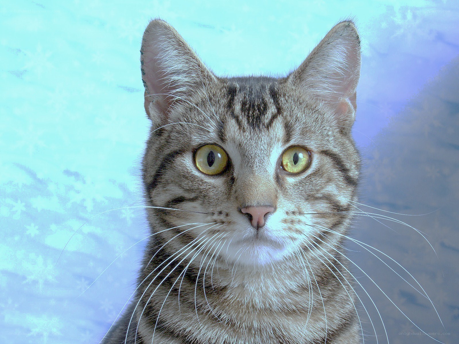 tabby cat with green eyes