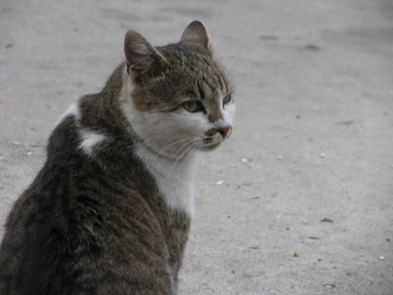 tabby cat with green eyes