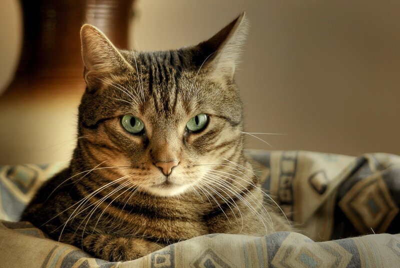 Tabby cat with green eyes