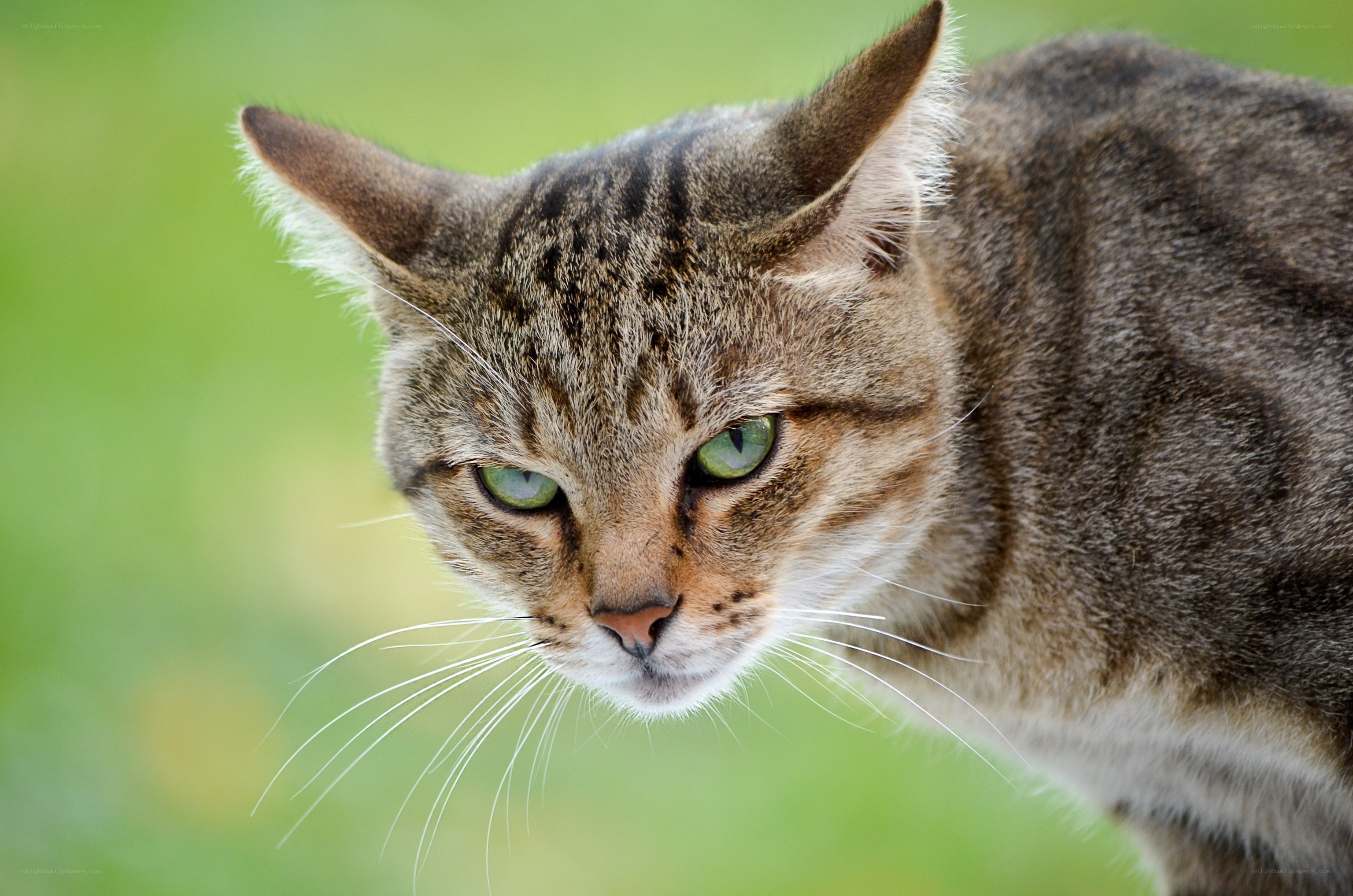 tabby cat with green eyes