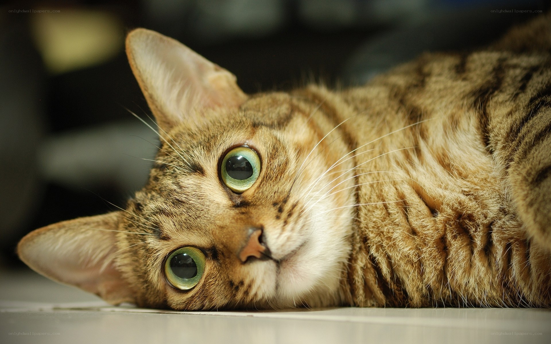 tabby cat with green eyes